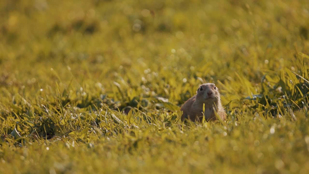 Ground squirrel Marmot hiding between grass looking up to check for danger, sunny day