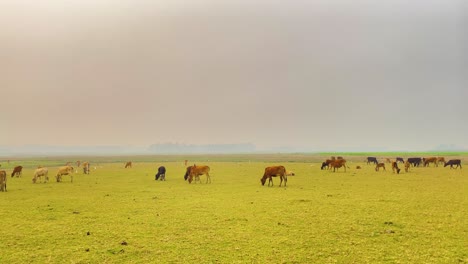 Un-Rebaño-De-Vacas-Pasta-En-Un-Prado-Verde-Bajo-Un-Cielo-Gris,-Bañado-Por-Una-Luz-Suave