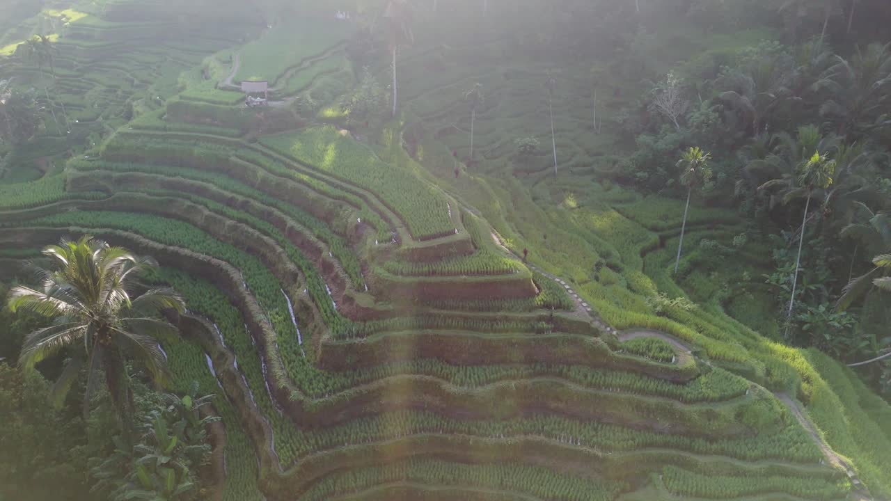 terraza de arroz, drone girar con el toque de la luz del sol de la mañana temprano verde exuberante plantación en cascada con contornos saludables