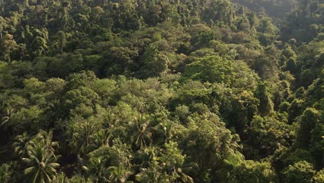 aerial slow tilt upshot of tropical lush dense rain forest