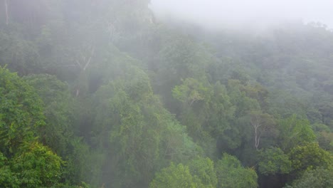 el desierto colombiano llueve con niebla sobre la densa jungla.