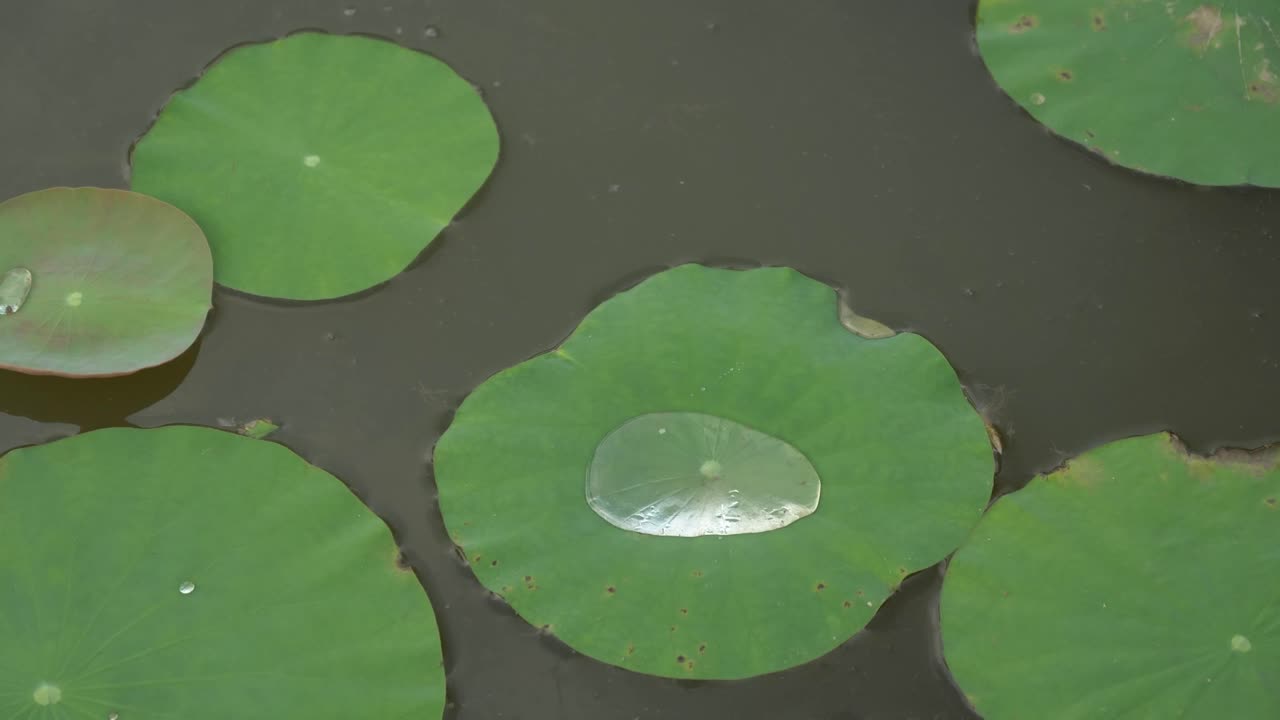Primo piano di foglie di loto verdi sull'acqua in una tranquilla ambientazione vietnamita