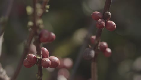 bright red coffee berries move with the wind on the branch of a bush in a brazilian plantation