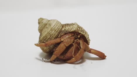 close-up of hermit crab on plain white background