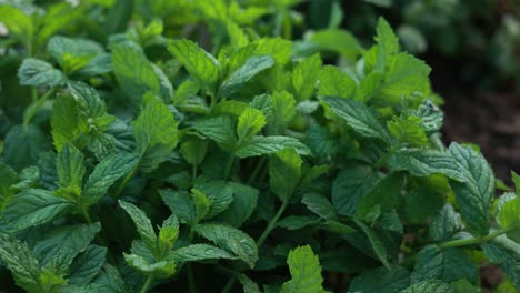 close-up of fresh mint plants