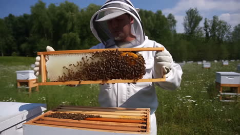 a beekeeper inspects a honeycomb frame teeming with bees