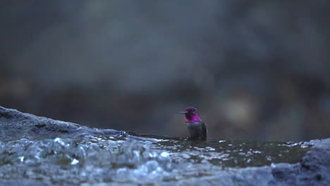 Colibrí-De-Anna-En-Una-Fuente-De-Agua