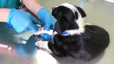 puppy receiving veterinary injection