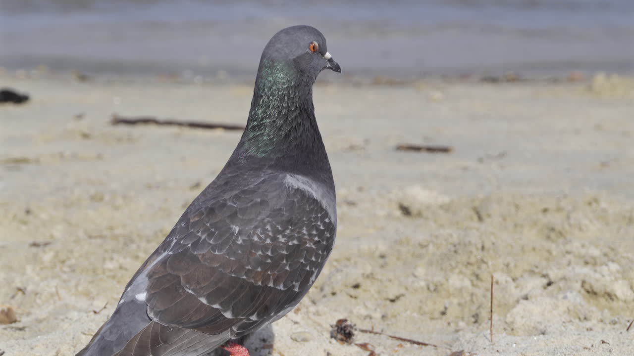 Close up of a pigeon sitting at the beach