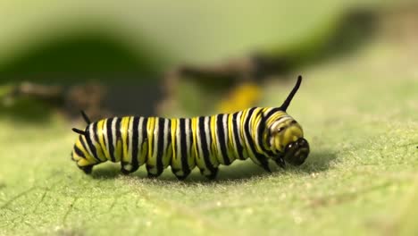 Oruga-en-una-hoja