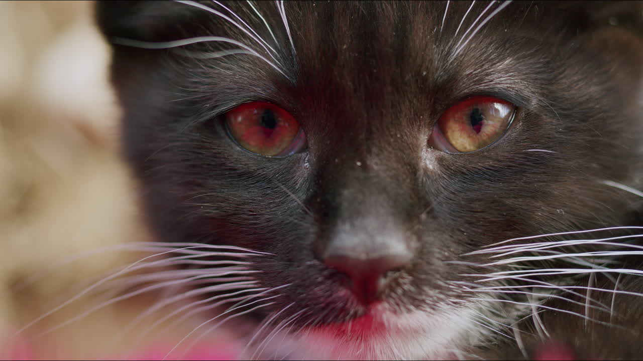 милый котенок закрывает и открывает глаза, крупный вид