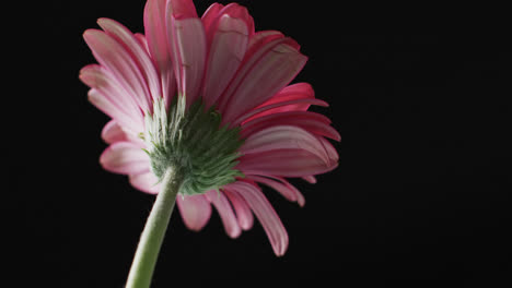 Vídeo-De-Flor-De-Gerbera-Rosa-Con-Espacio-Para-Copiar-Sobre-Fondo-Negro