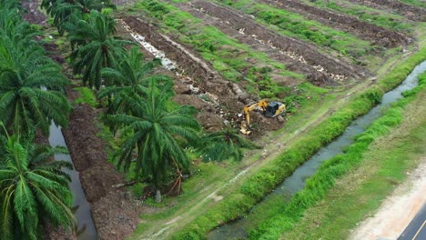 Excavadora-Quitando-Las-Palmeras-Con-Pájaros-Forrajeando-Al-Costado,-Deforestación-Por-Aceite-De-Palma,-Preocupaciones-Ambientales-Y-Pérdida-De-Hábitat,-Vista-Aérea-Por-Encima