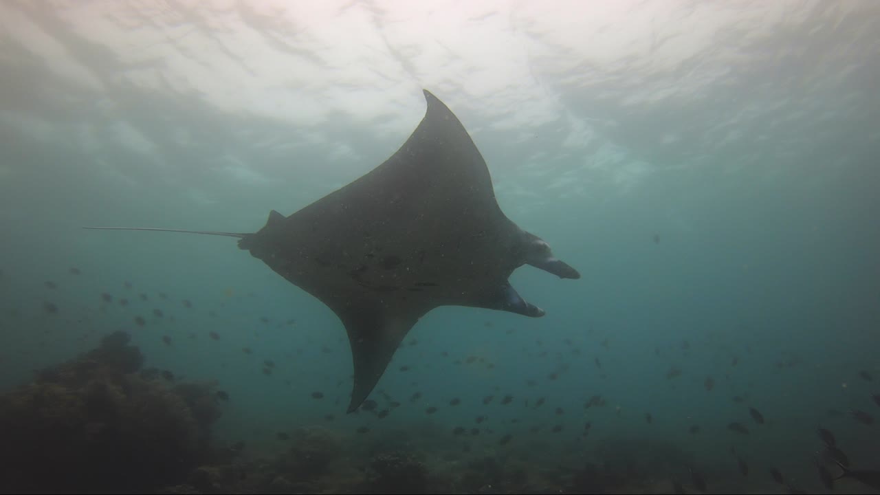 los peces se dispersan mientras las mantarrayas navegan por el arrecife de coral