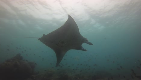 fish scatter as manta ray cruises along the coral reef