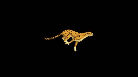 running cheetah 4k alpha matte