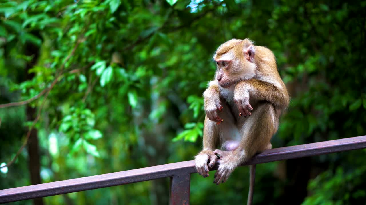 the monkey sits on a railing in an open-air park. monkeys in vivo