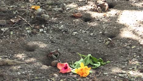 land crabs fighting over flowers in bora bora, french polynesia