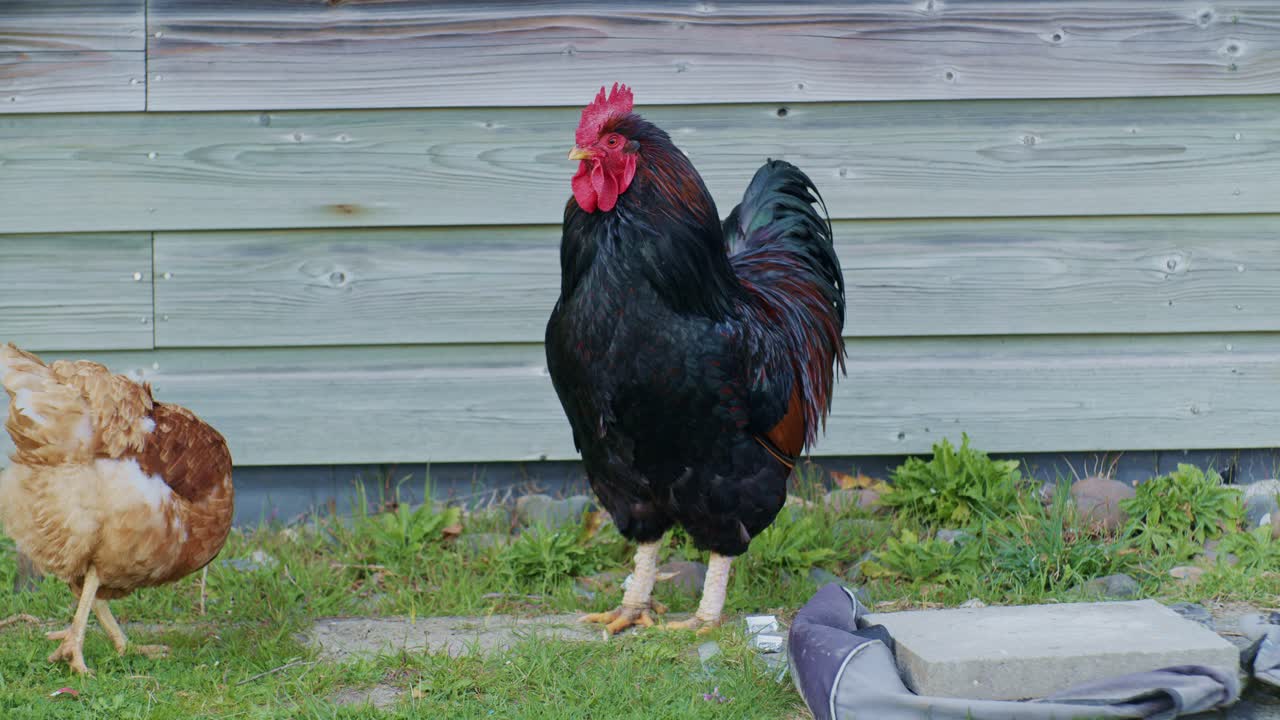 two live poultry hens, rooster and chickens birds pecking around