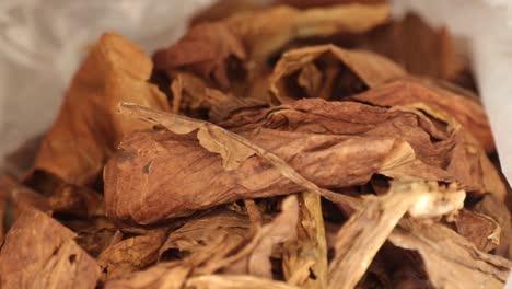 dried tobacco leaves close-up