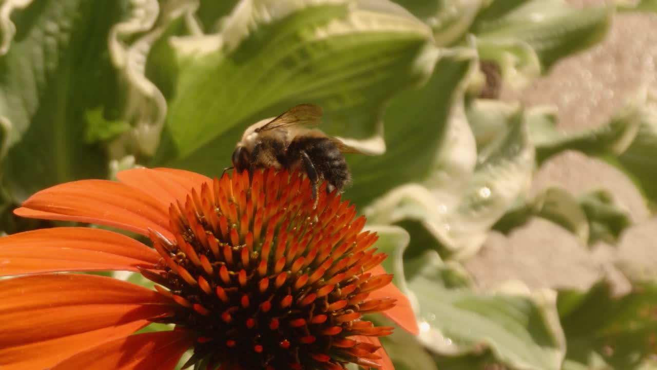 Gros plan au ralenti : une abeille se pose sur une fleur d'hélénium orange par une journée ensoleillée de printemps.