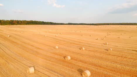 shooting from a quadcopter flying over the golden field with roll bales of wheat straw.