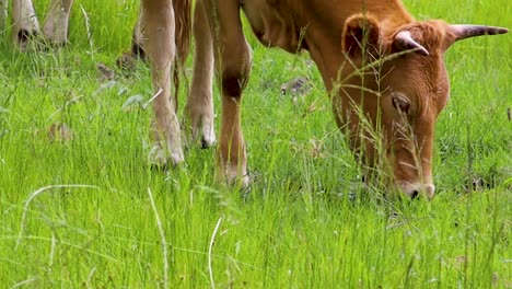 semi close up shot of cow eating green grass 4k 24fps