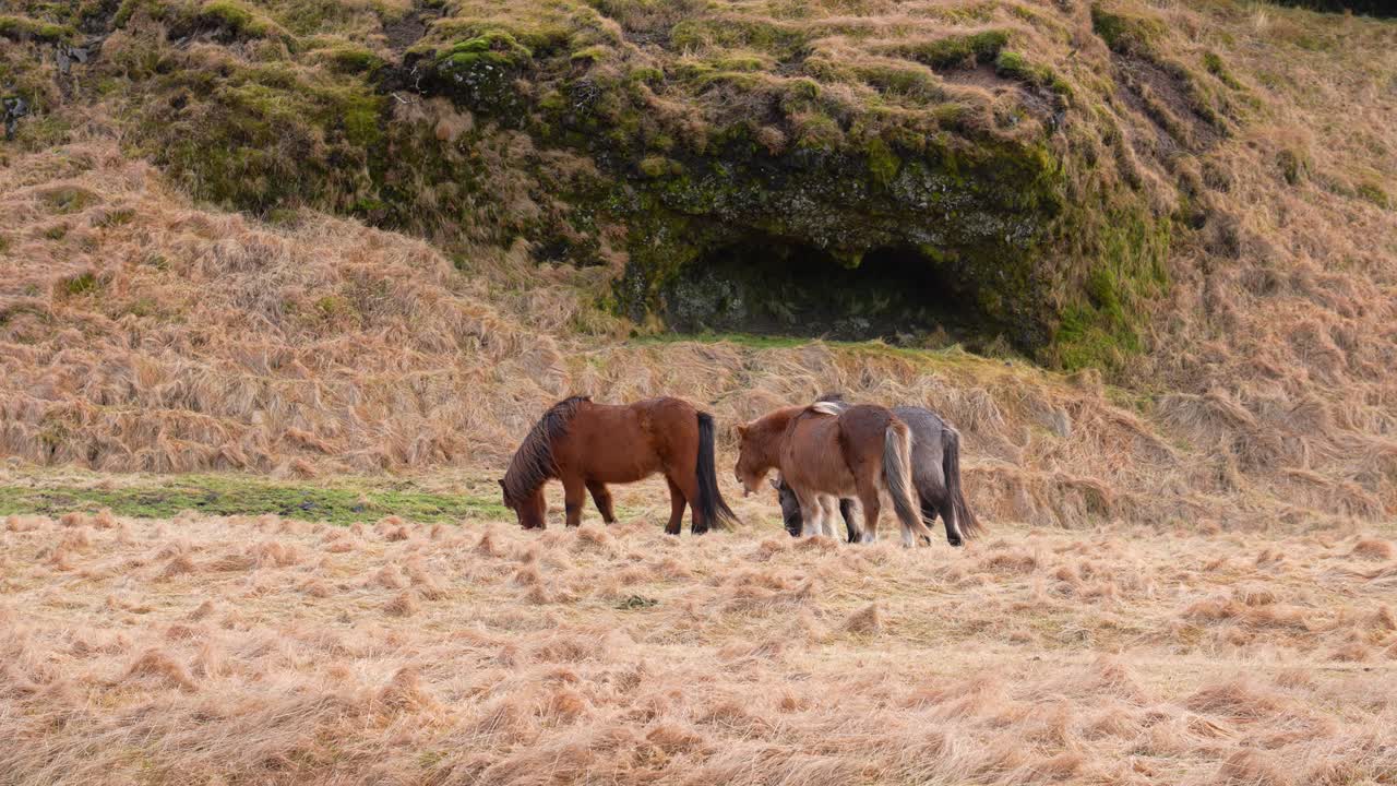 En flok islandske heste græssende på en høeng på Island