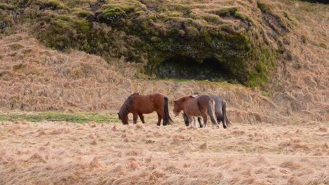 herd of icelandic horses grazing on hayfield in iceland