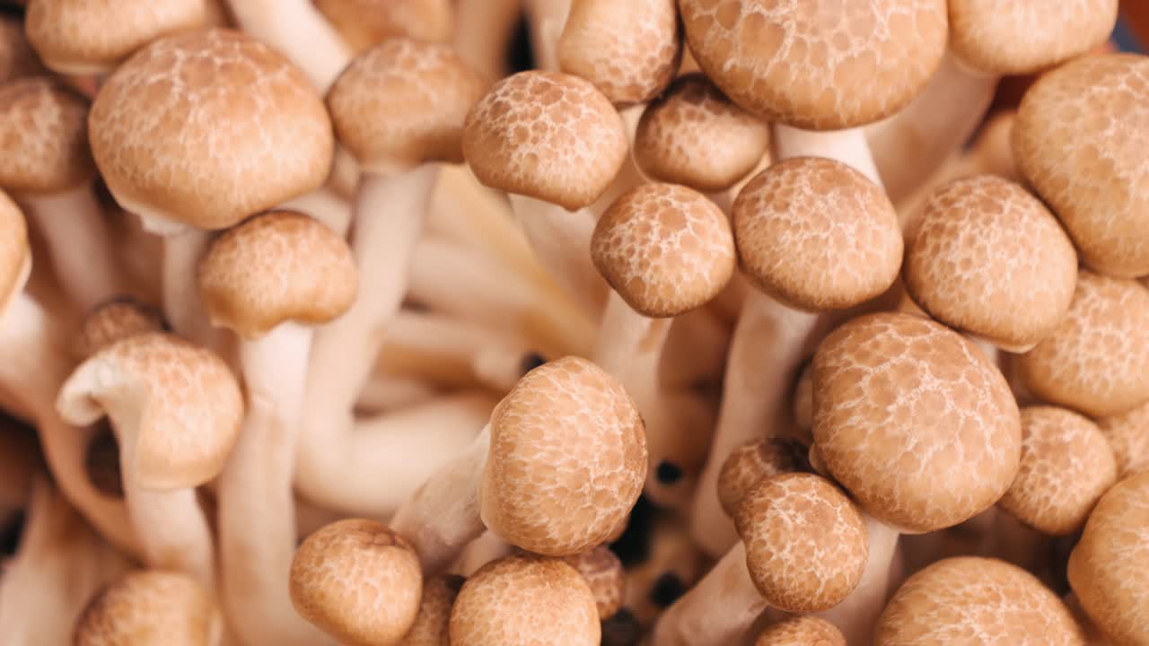 Close-up of Bunashimeji Mushrooms