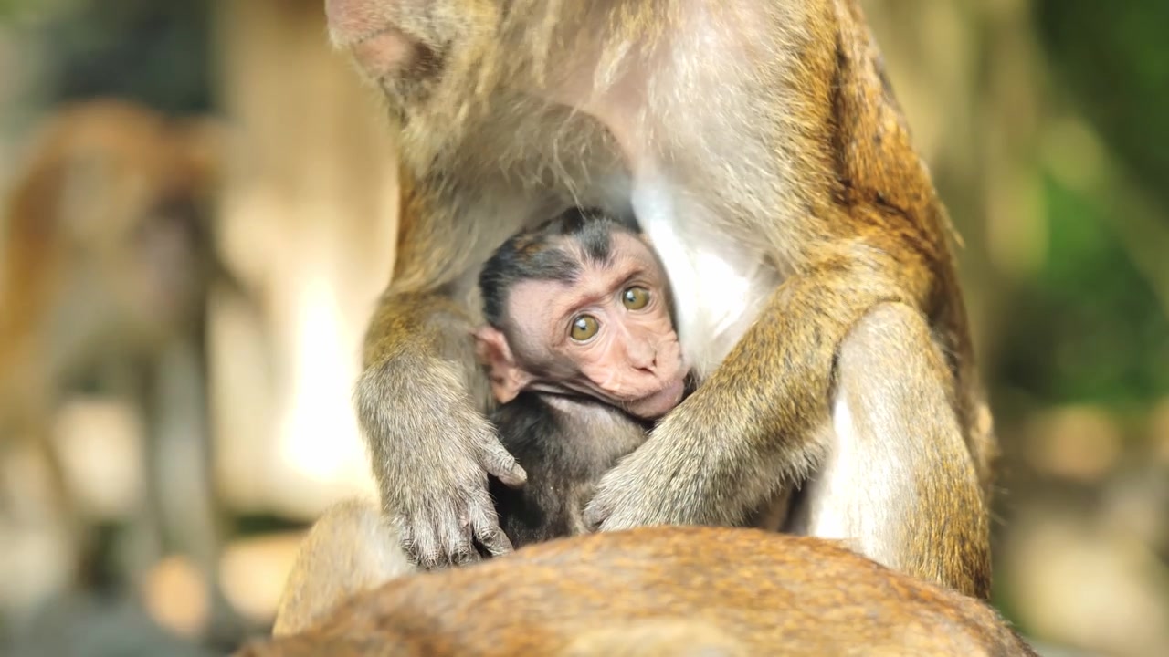 Macaque-de-cauda-longa mãe embala o filhote na Floresta de Oslob, Cebu, Filipinas