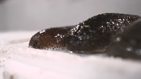 pepino de mar sobre un fondo blanco
