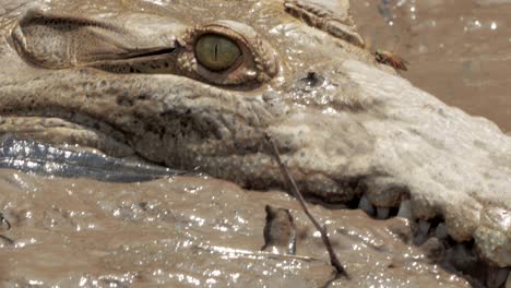 wild crocodile in a costa rica river.