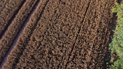 campo de agricultura de trigo durante la hora dorada, avión no tripulado asciende de arriba hacia abajo vista