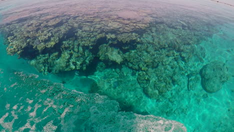 Automovilismo-Alrededor-De-La-Cabeza-Del-Arrecife-De-Coral-Minerva,-Agua-Tranquila-Y-Clara-De-Mano