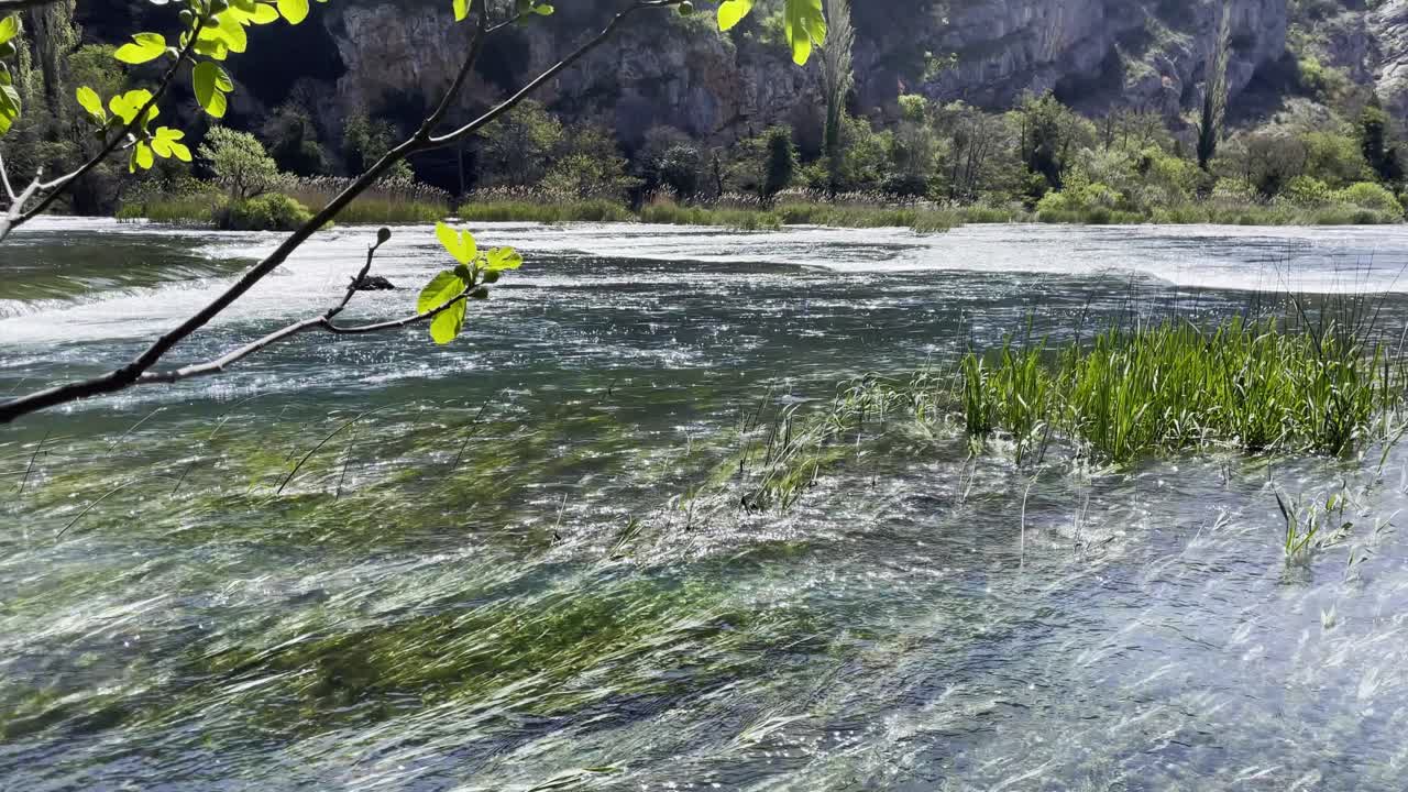 Fiume di acqua limpida all'inizio della primavera con foglie fresche di un albero di fico.