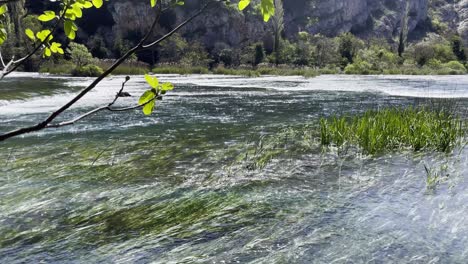 clear water river in early spring with fresh leaves of a fig tree