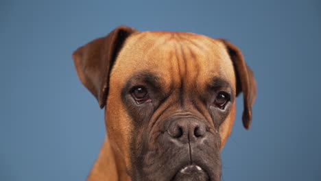 boxer dog in the photo studio on blue background