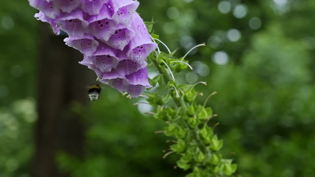 abejorro en vuelo buscando polen y néctar flotando sobre una inflorescencia de dedalera rosa o flores en primer plano al aire libre en un jardín