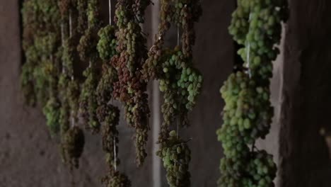grape clusters and raisin making in a very old room