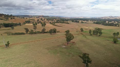 over trees paddocks and cows towards the hills in the background near eildon, victoria, australia