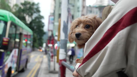 woman holding a brown little dog standing on the side of the road waiting bus