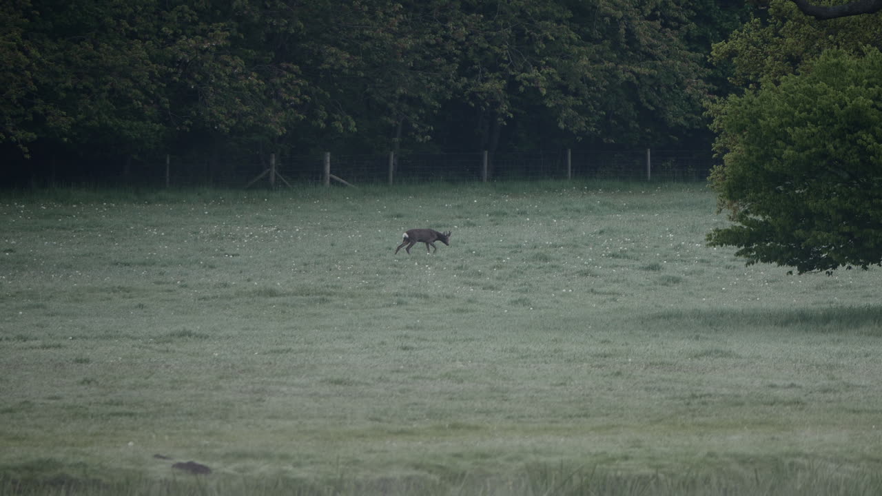 Cervi selvatici britannici che camminano e foraggiano nella natura in Inghilterra al mattino presto.