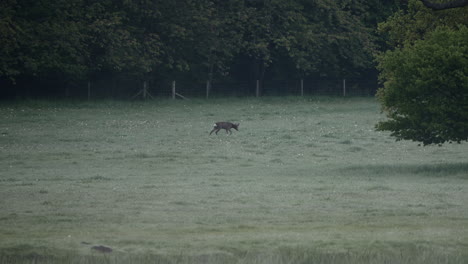 Ciervos-Salvajes-Británicos-Que-Caminan-Forrajeando-En-La-Naturaleza-En-Inglaterra-Temprano-En-La-Mañana