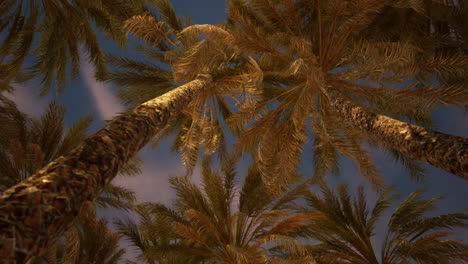 palmeras contra un cielo azul