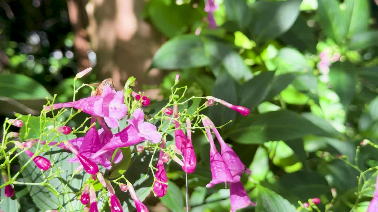 Bee visits vibrant Strobilanthes cusia blossoms, bright daylight, shallow focus, gentle camera movement