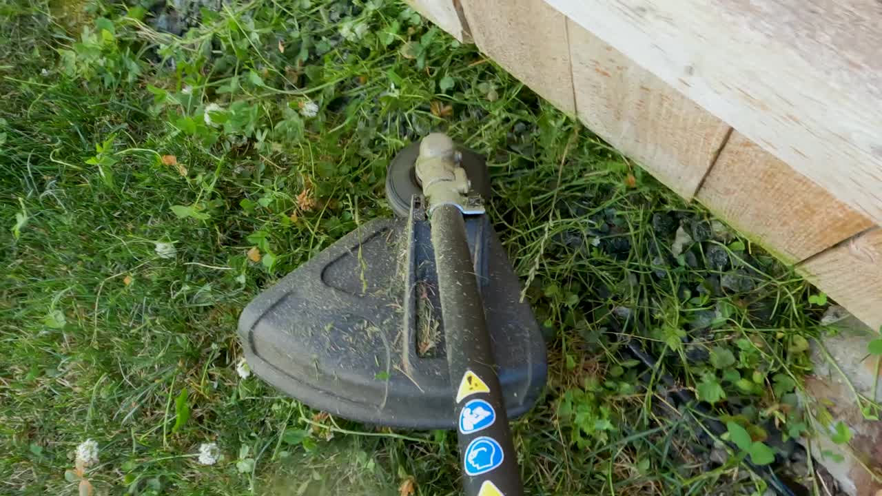 weed whacker cortando el trébol invasivo en un