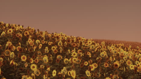 field of blooming sunflowers on a background sunset