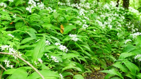 blooming white scented wild garlic allium ursinum flowers in beautiful woodland forest wilderness dolly right close up