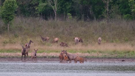 A-duck-walking-from-the-right-to-the-left,-herd-in-the-water-looking-around,-another-herd-on-the-grass-grazing